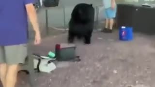 The trick with bears is to be firm and assertive.