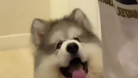 "Adorable Husky Patiently Waits for Dinner Time"