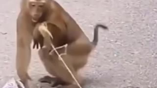 best monkey prank ever
