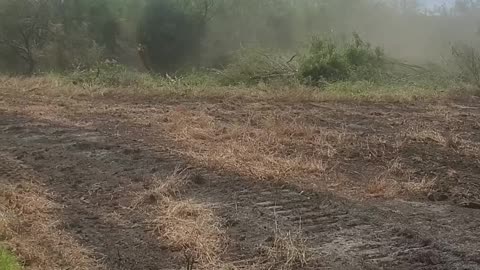 Anchor Chain Brush Clearing