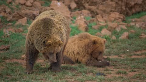 Pair of brown bears in the field