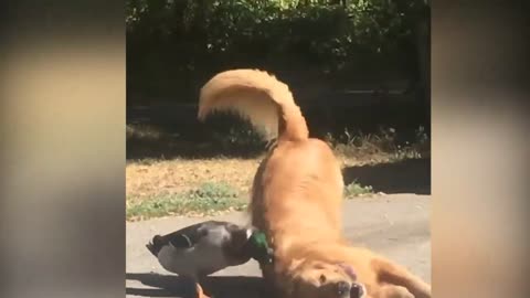 Funny Ducks and Dog Playing Together: Best Friend - Funny Pets!!!