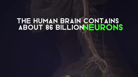 HUMAN BRAIN-86 billion neurons