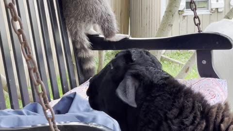 When a Raccoon and a Sheep are Best Friends