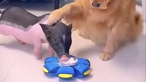 Very clever dog | Dog and pig #dog #pig #dogvideo #viral