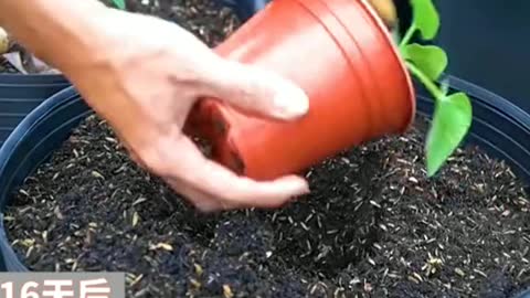 How to grow melon at home is amazing, watch it all.
