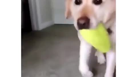 Golden retriever puppies