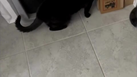 Adopting a Cat from a Shelter Vlog - Cute Precious Piper Finds Something Else to Check Out #shorts