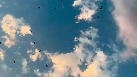 Beautifull Birds Fly on Clouds Sky