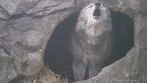 Black Wolf Howls to the Thunder