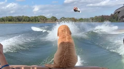 Puppy Has Perfect Timing to Witness Wakeboard Flip