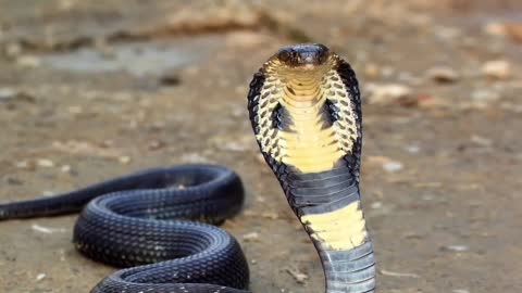 Top 10 Most Venomous Snakes In The World In | Rarest Snake Powerful Snakes In The World