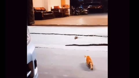 Cat vs Mouse