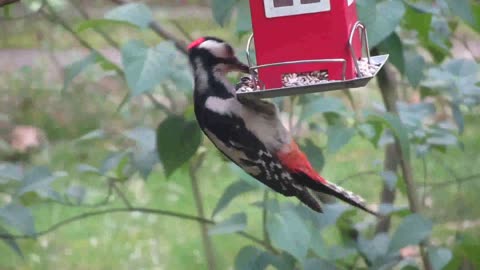 A woodpecker perched and eating on a bird food dispenser hanging by a tree plant,,,