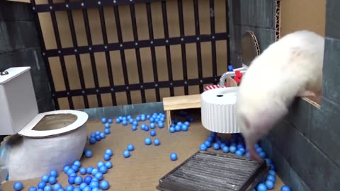 Hamster escapes the creative Maze for pets in real life 🤣😱