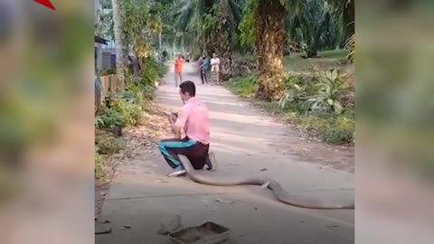 Thailand's worker catching a huge king cobra with his bare hands