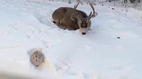 Deer and Bunny Have Group Naptime