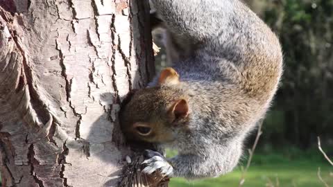 adorable squirrel eating