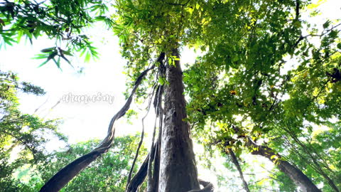 Kerala Forest