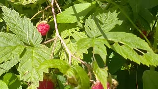 Raspberries