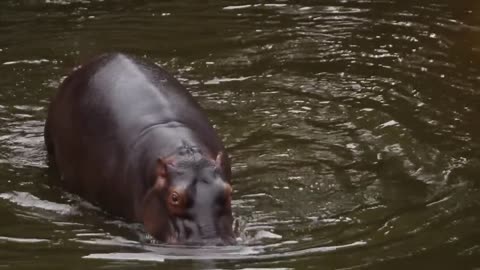 A hippopotamus