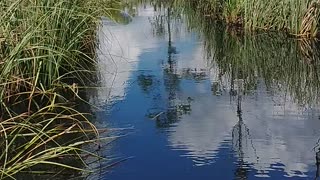 Another Florida swamp scene