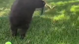 dog meet butterfly