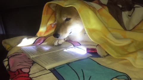 Dog spends late nights just like most humans