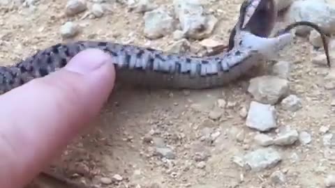 Snake Plays Dead
