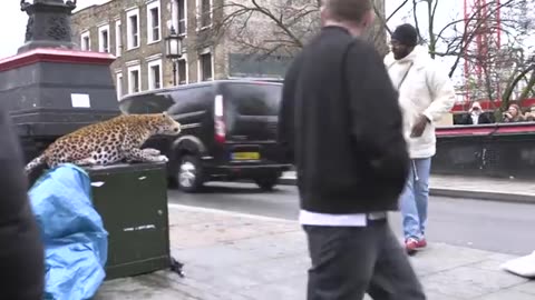 Leopard prank