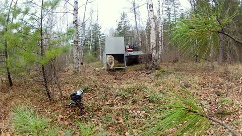 Siberian Tiger Released - GoPro Hero Video _ IFAW