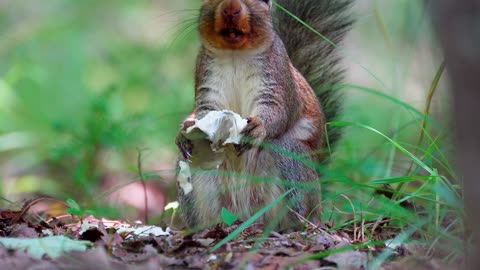 Can you guess? what does a squirrel eat?