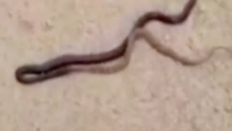 Snake eats snake Part 3😱#wildanimals #snake #snakesoftiktok #animals