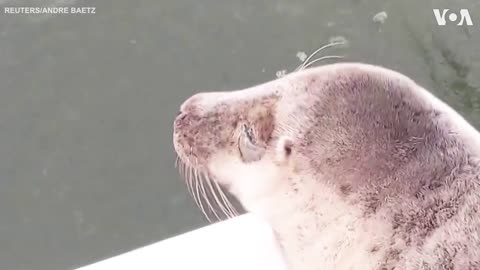 Stowaway Seal Gets a Free Ride in Sailing Regatta