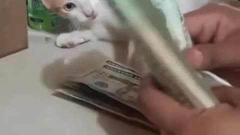 CAT HELPING IN COUNTING BILLS 🤣❤️| SUBSCRIBE CUTIEE TV 🔴| CUTE PETS VIDEO ✨| #CATS