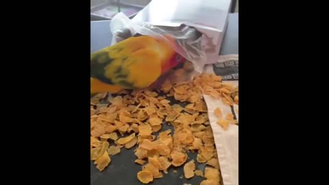 "Delightful Animal Snack Time: Funny Eating Compilation"