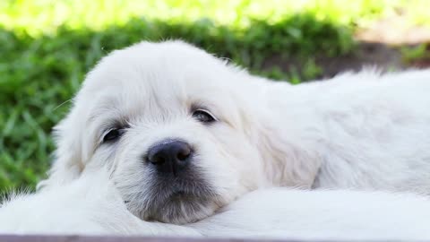 beautiful golden retriever puppy sleeping on nature