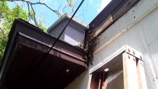 Roof bees 03-03-23