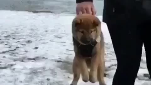 A dog that is picked up.