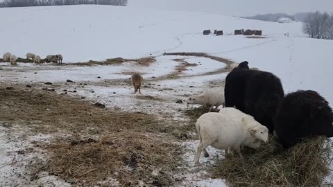 Winter Perseverance: Feeding Katahdin / St. Croix sheep & Digging out the Fence Line re: LGD's