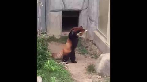 Compilation of the CUTEST Red Panda - Utterly Adorable!