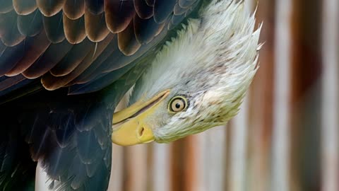 Adler Balde eagle bird _ bird of prey animal raptor