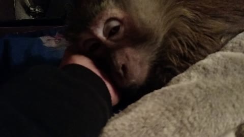 Just 5 more minutes begs this Monkey