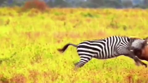 A lion backflips to hunt a zebra