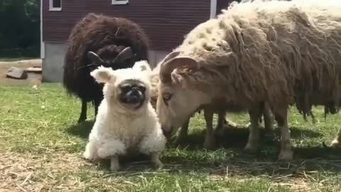 A dog in sheep's clothing
