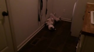 Puppy caught sleeping in hilariously odd fashion
