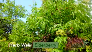 Identifying and Using Elderberry