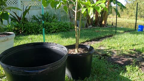 Potted plant hack