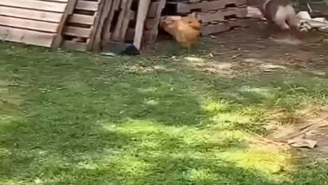 Dog viral funny video 🤣🤣