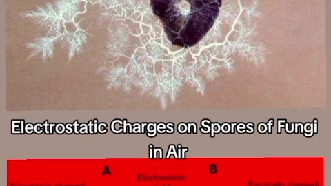 Electrical SPORES IONS